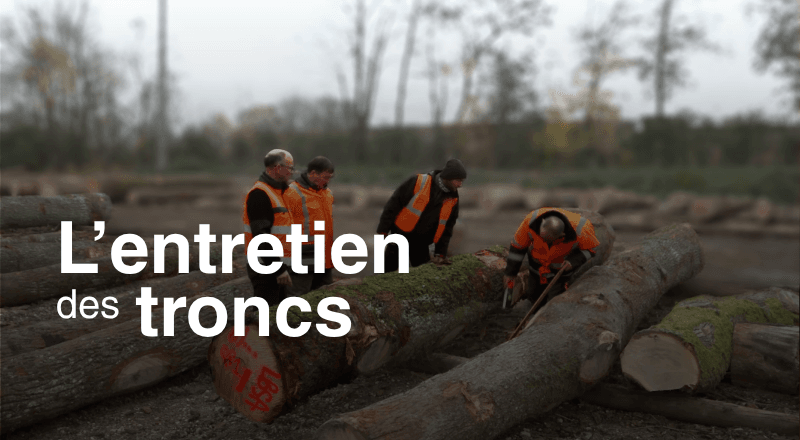 02 - Le responsable du parc à grumes